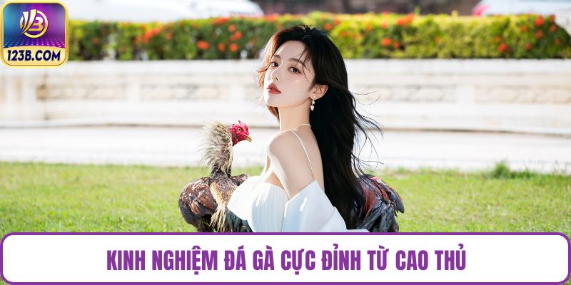 Kinh nghiệm đá gà cực đỉnh từ cao thủ