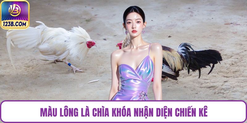 Màu lông là chìa khóa nhận diện chiến kê